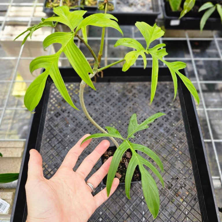 Philodendron Quercifolium, Exact Plant Ships Nationwide