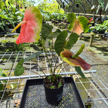 Load image into Gallery viewer, Anthurium Anuenue Obake bicolor, pink/ green, Exact Plant
