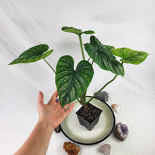 Load image into Gallery viewer, Philodendron Plowmanii, Exact Plant Ships Nationwide
