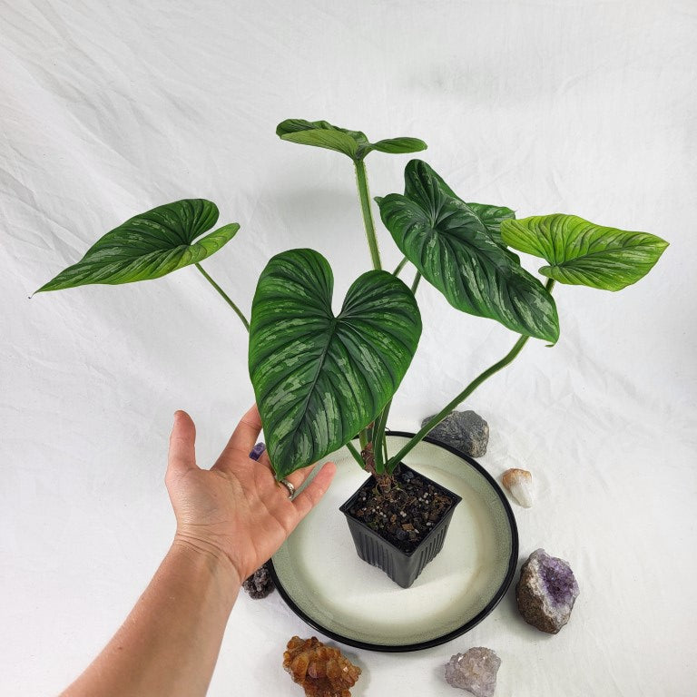 Philodendron Plowmanii, Exact Plant Ships Nationwide