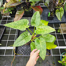 Load image into Gallery viewer, Philodendron Giganteum, Exact Plant Variegated
