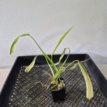 Load image into Gallery viewer, Philodendron Holtonianum Variegated exact plant, Fedex 2day*

