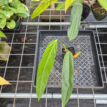 Load image into Gallery viewer, Anthurium Spectabile, Exact Plant Ships Nationwide

