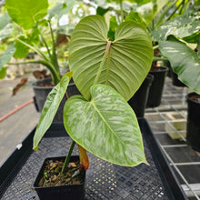 Load image into Gallery viewer, Philodendron Sodiroi True Form, Exact Plant Ships Nationwide
