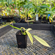 Load image into Gallery viewer, Philodendron Joepii Variegated, Exact Plant Ships Nationwide
