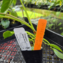 Load image into Gallery viewer, Philodendron Spiritus Sancti, Exact Plant Ships Nationwide
