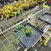 Load image into Gallery viewer, Philodendron Polypodioides, Exact Plant Ships Nationwide
