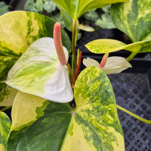Load image into Gallery viewer, Anthurium Andraeanum White Heart, Exact Plant Variegated Ships Nationwide
