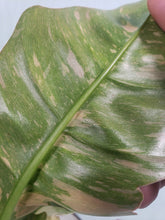 Load image into Gallery viewer, Ring of Fire, Exact Plant, var. Philodendron

