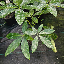 Load image into Gallery viewer, Pachira Aquatica Money Tree, Exact Plant Variegated grafted
