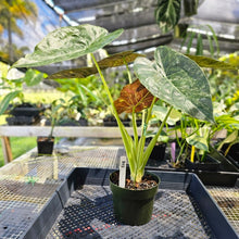 Load image into Gallery viewer, Alocasia Wentii, Exact Plant Variegated Ships Nationwide
