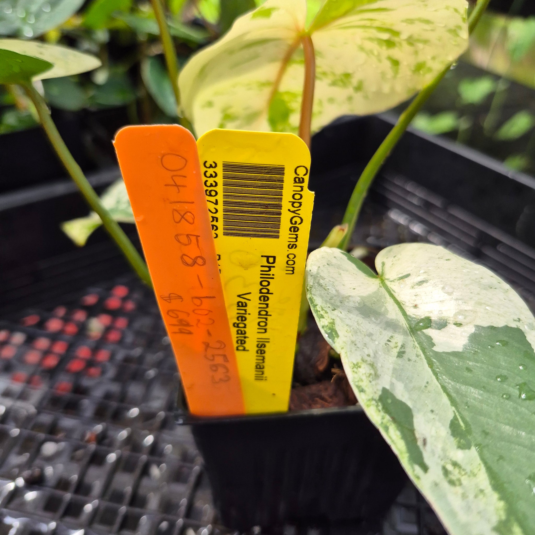 Philodendron Ilsemanii, Exact Plant Variegated Ships Nationwide