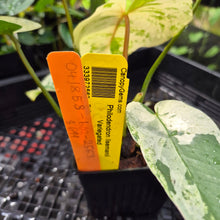Load image into Gallery viewer, Philodendron Ilsemanii, Exact Plant Variegated Ships Nationwide
