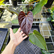 Load image into Gallery viewer, Anthurium Red Beauty, Exact Plant
