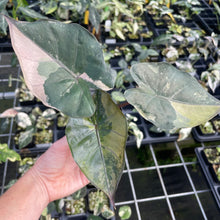 Load image into Gallery viewer, Alocasia Yucatan Princess Pink variegated 2.5" pot, Fedex 2day*
