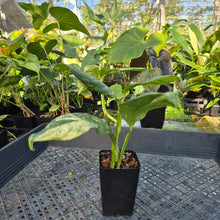 Load image into Gallery viewer, Rhaphidophora Puberula, Exact Plant Variegated Ships Nationwide
