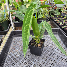 Load image into Gallery viewer, Anthurium Warocqueanum, Queen, Exact Plant Ships Nationwide
