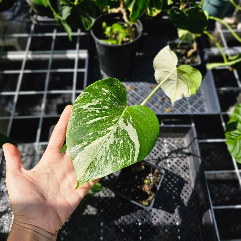 Monstera Borsigiana Albo Deliciosa, Exact Plant Variegated Ships Nationwide