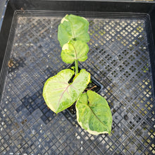 Load image into Gallery viewer, Syngonium Mango Allusion, Orm Thong, Exact Plant Variegated Ships Nationwide
