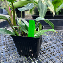 Load image into Gallery viewer, Philodendron White Princess, Exact Plant Variegated Hot Pink
