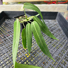 Load image into Gallery viewer, Anthurium Pallidiflorum, Exact Plant Ships Nationwide
