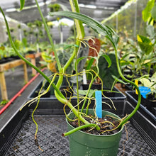 Load image into Gallery viewer, Philodendron Holtonianum, Exact Plant Ships Nationwide
