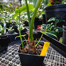 Load image into Gallery viewer, Alocasia Gageana Aurea, Exact Plant Variegated With babies
