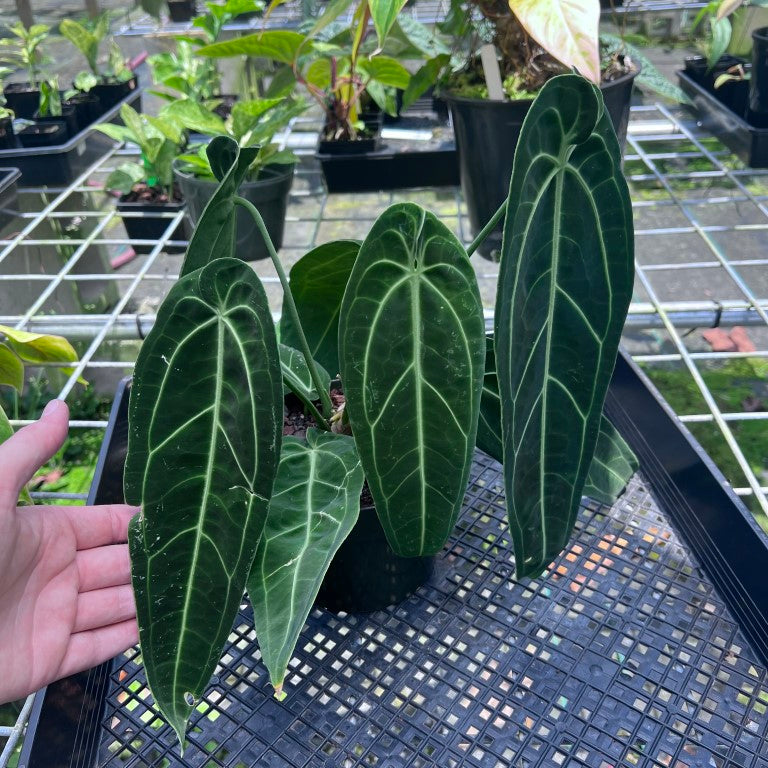 Anthurium Warocqueanum, Queen, Exact Plant