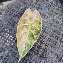 Load image into Gallery viewer, Alocasia Watsoniana Albo Pink variegated, Exact Plant Ships Nationwide

