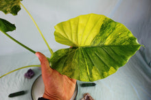 Load image into Gallery viewer, Variegated Alocasia Gageana Aurea Exact Plant
