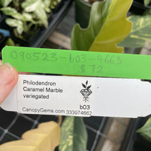 Load image into Gallery viewer, Philodendron Caramel Marble variegated exact plant, Fedex 2day*
