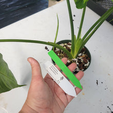 Load image into Gallery viewer, Homalomena Schismatoglottis Neoguineensis, Exact Plant Ships Nationwide
