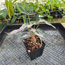 Load image into Gallery viewer, Alocasia 'Bambino Arrow' pink, Exact Plant Ships Nationwide
