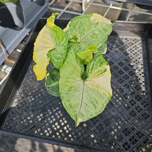 Load image into Gallery viewer, Syngonium Mango Allusion, Orm Thong, Exact Plant Variegated Ships Nationwide
