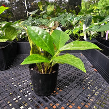 Load image into Gallery viewer, Zamioculcas Zamiifolia Wild Form ZZ, Exact Plant Variegated
