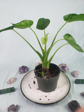 Load image into Gallery viewer, Cucullata Banana Split, Exact Plant, variegated Alocasia
