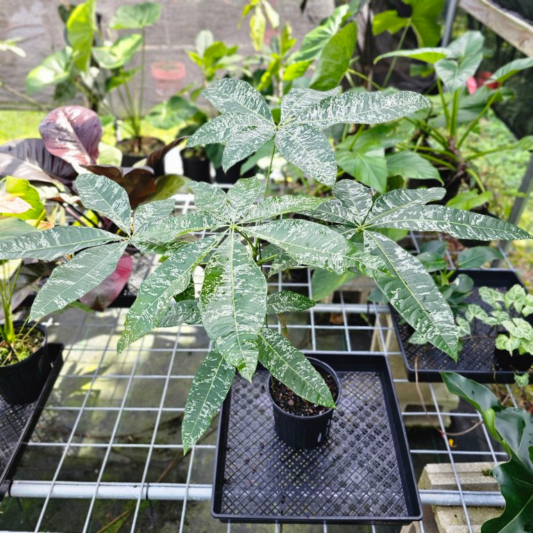 Pachira Aquatica Money Tree, Exact Plant Variegated gallon pot, 2+ feet tall