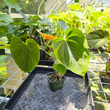 Load image into Gallery viewer, Anthurium Red Beauty, Exact Plant
