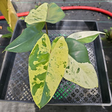 Load image into Gallery viewer, Philodendron Ilsemanii, Exact Plant Variegated Ships Nationwide
