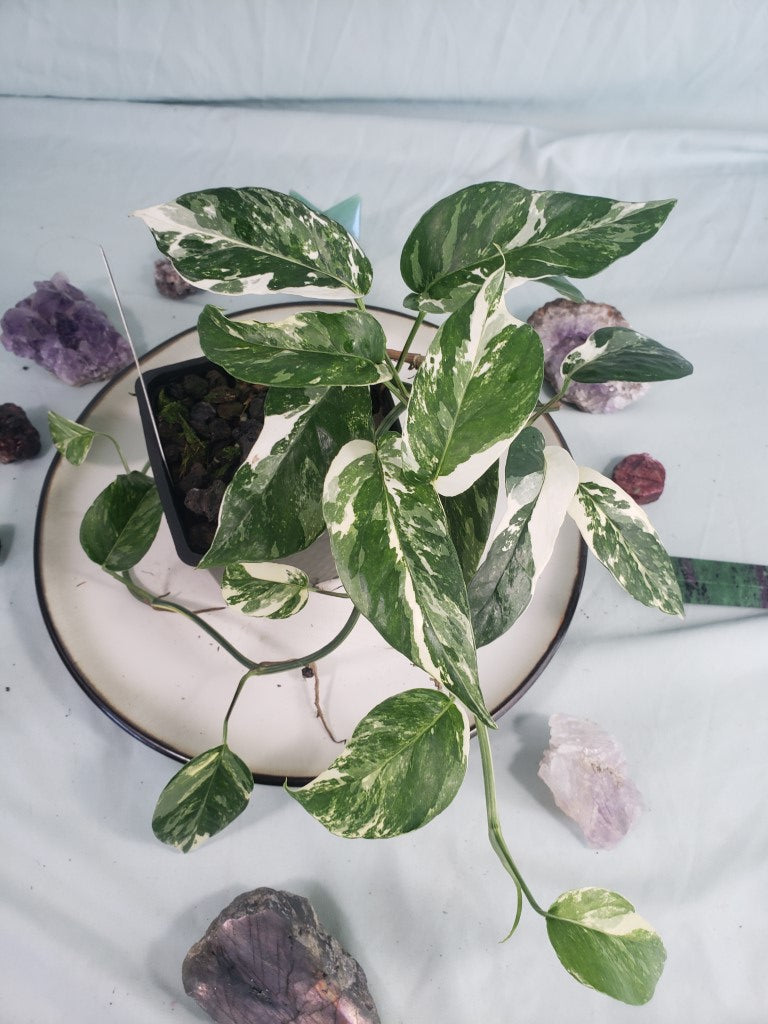 Pinnatum Albo, Exact Plant, variegated Epipremnum