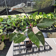 Load image into Gallery viewer, Philodendron Red Anderson Variegated exact plant, Fedex 2day*
