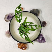 Load image into Gallery viewer, Monstera Obliqua Peru 2.5&quot; Pot, Fedex 2 day*
