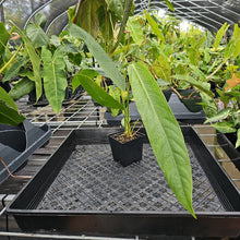 Load image into Gallery viewer, Anthurium Spectabile, Exact Plant Ships Nationwide
