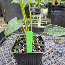 Load image into Gallery viewer, Anthurium Shibori, Exact Plant Variegated
