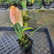 Load image into Gallery viewer, Anthurium Scherzerianum "Pig Tail", Speckled Ships Nationwide
