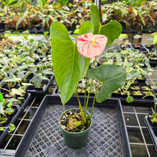 Load image into Gallery viewer, Anthurium Shibori Variegated exact plant, Fedex 2day
