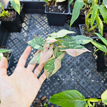 Load image into Gallery viewer, Syngonium Red Spot Tricolor, Exact Plant Variegated Ships Nationwide
