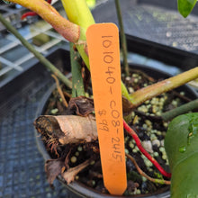 Load image into Gallery viewer, Philodendron Florida Ghost exact plant, Fedex 2day*

