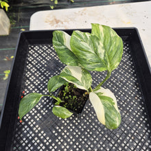 Load image into Gallery viewer, Monstera Lechleriana Variegated exact plant, Fedex 2day*
