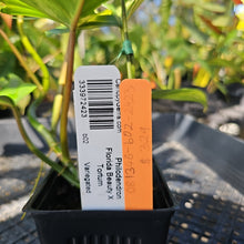 Load image into Gallery viewer, Philodendron Florida Beauty X Tortum, Exact Plant Variegated Ships Nationwide
